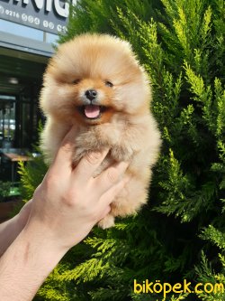 Satılık Pomeranian Boo Teddy Bear Yavrular 4