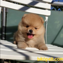 Satılık Pomeranian Boo Teddy Bear Yavrular 2