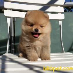 Satılık Pomeranian Boo Teddy Bear Yavrular 5