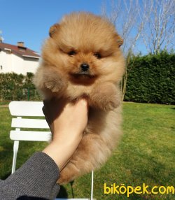 Satılık Pomeranian Boo Teddy Bear Yavrular 1