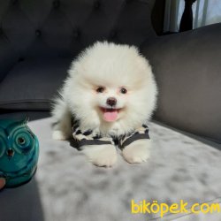 Satılık Pomeranian Boo Teddy Bear Yavrular 2