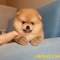 Satılık Pomeranian Boo Teddy Bear Yavrular 5