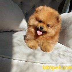 Satılık Pomeranian Boo Teddy Bear Yavrular 2