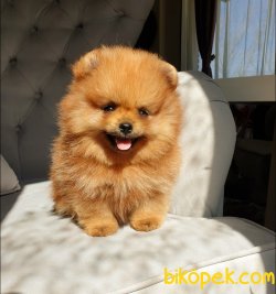 Satılık Pomeranian Boo Teddy Bear Yavrular 1