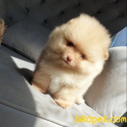 Satılık Pomeranian Boo Teddy Bear Yavrular 3