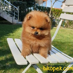 Satılık Pomeranian Boo Teddy Bear Yavrular 4