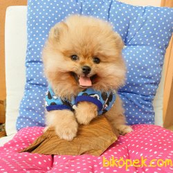 Satılık Pomeranian Boo Teddy Bear Yavrular 3