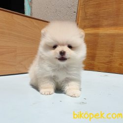 Satılık Pomeranian Boo Teddy Bear Yavrular 5