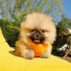 Satılık Pomeranian Boo Teddy Bear Yavrular 5