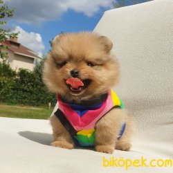 Satılık Pomeranian Boo Teddy Bear Yavrular 3