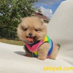 Satılık Pomeranian Boo Teddy Bear Yavrular 4