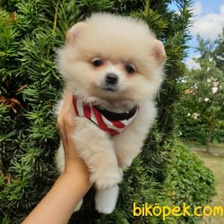 Satılık Pomeranian Boo Teddy Bear Yavrular 5