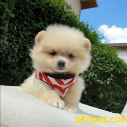 Satılık Pomeranian Boo Teddy Bear Yavrular 2