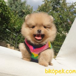 Satılık Pomeranian Boo Teddy Bear Yavrular 1
