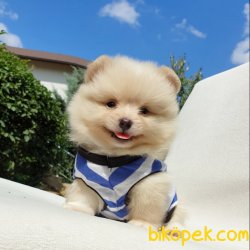 Satılık Pomeranian Boo Teddy Bear Yavrular 1