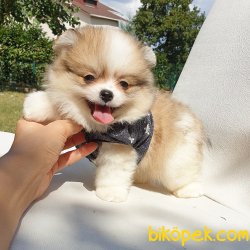 Satılık Pomeranian Boo Teddy Bear Yavrular 3