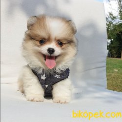 Satılık Pomeranian Boo Teddy Bear Yavrular 4
