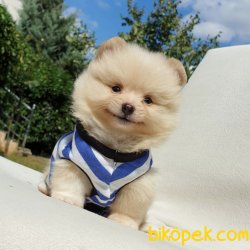 Satılık Pomeranian Boo Teddy Bear Yavrular 5