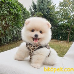 Satılık Pomeranian Boo Teddy Bear Yavrular 5