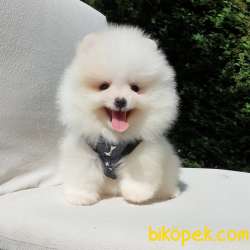 Satılık Pomeranian Boo Teddy Bear Yavrular 5