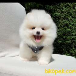 Satılık Pomeranian Boo Teddy Bear Yavrular 1