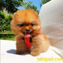 Satılık Pomeranian Boo Teddy Bear Yavrular 2