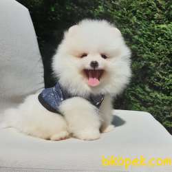 Satılık Pomeranian Boo Teddy Bear Yavrular 3