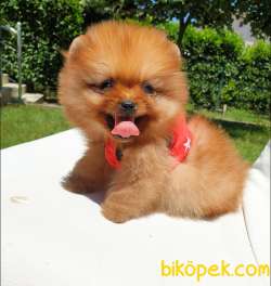 Satılık Pomeranian Boo Teddy Bear Yavrular 4