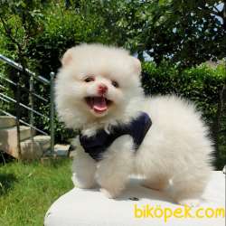 Satılık Pomeranian Boo Teddy Bear Yavrular 4