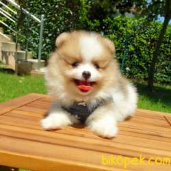 Satılık Pomeranian Boo Teddy Bear Yavrular 2