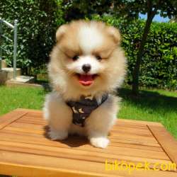 Satılık Pomeranian Boo Teddy Bear Yavrular 1