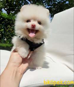 Satılık Pomeranian Boo Teddy Bear Yavrular 5