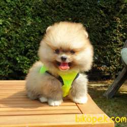 Satılık Pomeranian Boo Teddy Bear Yavrular 4