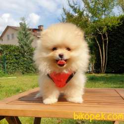 Satılık Pomeranian Boo Teddy Bear Yavrular 5