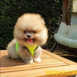 Satılık Pomeranian Boo Teddy Bear Yavrular 3