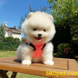 Satılık Pomeranian Boo Teddy Bear Yavrular 2
