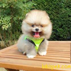 Satılık Pomeranian Boo Teddy Bear Yavrular 1