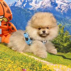 Satılık Pomeranian Boo Teddy Bear Yavrular 2
