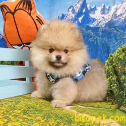 Satılık Pomeranian Boo Teddy Bear Yavrular 4