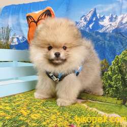 Satılık Pomeranian Boo Teddy Bear Yavrular 5