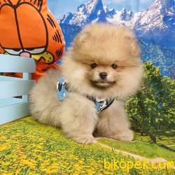 Satılık Pomeranian Boo Teddy Bear Yavrular 3