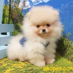 Satılık Pomeranian Boo Teddy Bear Yavrular 4