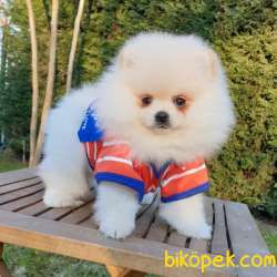Satılık Pomeranian Boo Teddy Bear Yavrular 2