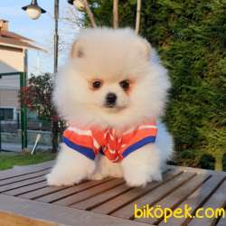 Satılık Pomeranian Boo Teddy Bear Yavrular 3
