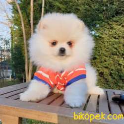 Satılık Pomeranian Boo Teddy Bear Yavrular 4