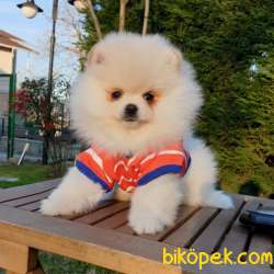 Satılık Pomeranian Boo Teddy Bear Yavrular 5