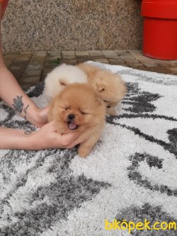 SATILIK POMERANIAN BOO VE ÇOK SAYIDA ÇEŞİT 2