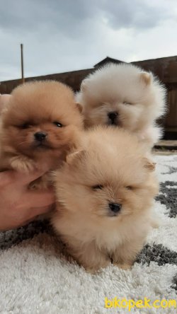 SATILIK POMERANIAN BOO VE ÇOK SAYIDA ÇEŞİT 3