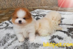 SATILIK POMERANIAN BOO VE ÇOK SAYIDA ÇEŞİT 4