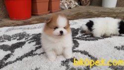 SATILIK POMERANIAN BOO VE ÇOK SAYIDA ÇEŞİT 5